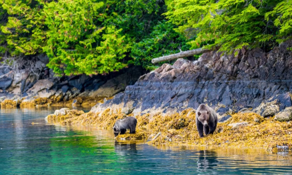 See A Great Bear On British Columbia’s Central Coast